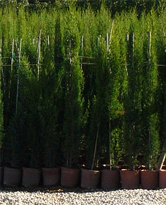 Plant Nursery Spain, Nurseries Toni. Cypress