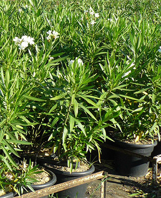 Plant Nursery Spain, Nurseries Toni. Oleander