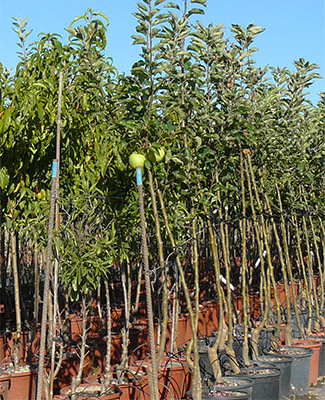 Plant Nursery Spain, Nurseries Toni. Persimmons