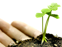 Plant Nursery Spain, Nurseries Toni. Alcanar. Spain