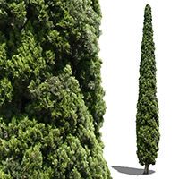 Plant Nursery Spain, Nurseries Toni. Cypress