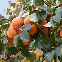 Plant Nursery Spain, Nurseries Toni. Persimmons