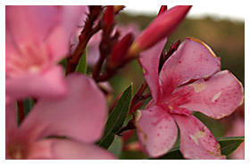 Plant Nursery Spain, Nurseries Toni. Mediterranean