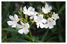 Plant Nursery Spain, Nurseries Toni. Oleander