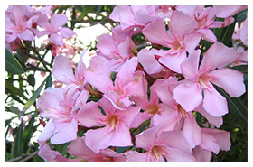 Plant Nursery Spain, Nurseries Toni. Supplies