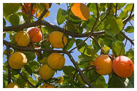Plant Nursery Spain, Nurseries Toni. Persimmons