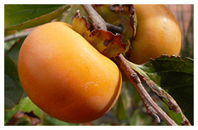 Plant Nursery Spain, Nurseries Toni. Persimmon