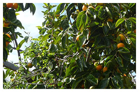 Plant Nursery Spain, Nurseries Toni. Mediterranean