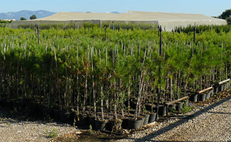 Plant Nursery Spain, Nurseries Toni. Cypress