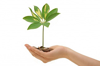 Plant Nursery Spain, Nurseries Toni. Spain