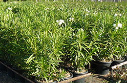 Plant Nursery Spain, Nurseries Toni. Oleander