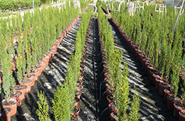 Plant Nursery Spain, Nurseries Toni. Cypress