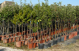 Plant Nursery Spain, Nurseries Toni. Persimmon