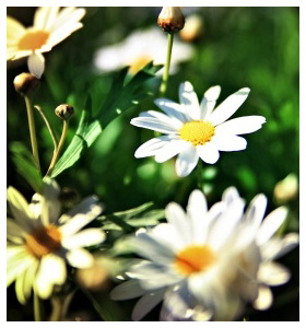 Plant Nursery Spain, Nurseries Toni. Alcanar