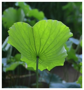 Plant Nursery Spain, Nurseries Toni. Mediterranean