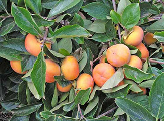 Plant Nursery Spain, Nurseries Toni. Fruit tree Contracts