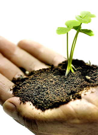 Plant Nursery Spain, Nurseries Toni. Alcanar. Tarragona. Spain